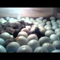 Jual Telur Tetas Ayam dan Bebek