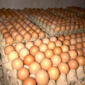 Jual telur ayam