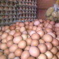 Jual telur ayam