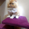 Persian Peaknose