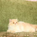 Kucing Persia / Kitten Persian Peaknose non PED Jantan LUCU MAKSIMAL