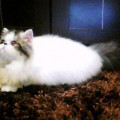 Kucing Persia Peaknose pesek