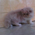 Kucing Persia Peaknose pesek