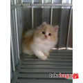 Kucing Persia Peaknose pesek