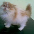 Kucing Persia Peaknose pesek