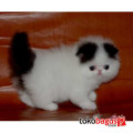 Kucing Persia Peaknose pesek