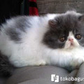 Kucing Persia Peaknose pesek