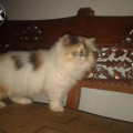 Kucing Persia Peaknose pesek