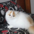Kucing Persia Peaknose pesek