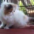 Kucing Persia Peaknose pesek