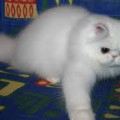 Kucing Persia Peaknose pesek