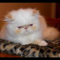 Kucing Persia Peaknose pesek