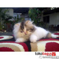 Kucing Persia Peaknose pesek