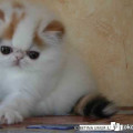 Kucing Persia Peaknose pesek