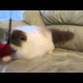 Kucing Persia Peaknose pesek