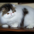 Kucing Persia Peaknose pesek