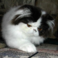 Kucing Persia Peaknose pesek