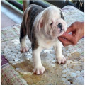 Anakan English Bulldog