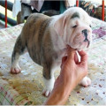 Anakan English Bulldog