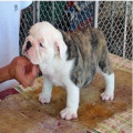 Anakan English Bulldog