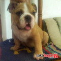 Anakan English Bulldog