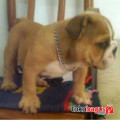 Anakan English Bulldog