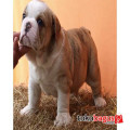 Anakan English Bulldog