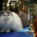 Kucing Persia Peaknose pesek