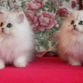 Kucing Persia Peaknose pesek
