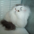 Kucing Persia Peaknose pesek