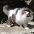 Kucing Persia Peaknose Pesek