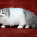Kucing Persia Peaknose Pesek