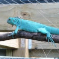 Iguana Green Biru