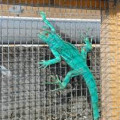 Iguana Green Biru