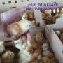 Doc Ayam Petelur Kualitas Terjamin Menguntungkan Jember 
