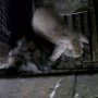 Jual kelinci fuzzy sehat unyu bandung