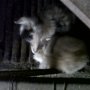 Jual kelinci fuzzy sehat unyu bandung