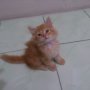 Jual Kitten Anggora (Jogja)