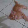 Jual Kitten Anggora (Jogja)