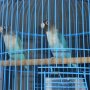 lovebird biru cobalt pala item