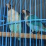 lovebird biru cobalt pala item