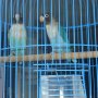 lovebird biru cobalt pala item