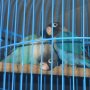 lovebird biru cobalt pala item