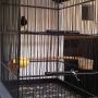 Jual burung kacer jawa barat